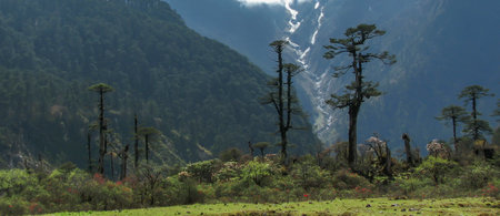 Panorama of Yumthang Valley or Sikkim Valley of Flowers sanctuary, Himalayan mountains, North Sikkim, India. Shingba Rhododendron Sanctuary. Rhododendron flower trees with frozen fountain behind.の写真素材