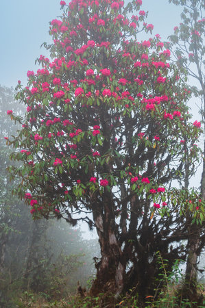 View of blooming Rhododendron niveum tree in Sikkim, an evergreen shrub or small tree, flowers are held in a compact ball above the leaves. State tree of Sikkim. Foggy weather background.の写真素材