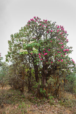 View of blooming Rhododendron niveum tree in Sikkim, an evergreen shrub or small tree, flowers are held in a compact ball above the leaves. State tree of Sikkim. Foggy weather background.の写真素材