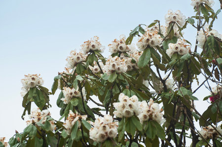 Beautiful view of blooming Rhododendron flowers, Rhododendron niveum tree in Sikkim, an evergreen shrub or small tree, flowers are held in a compact ball above the leaves. State tree of Sikkim, India.の写真素材