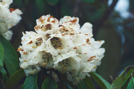 View of blooming Rhododendron flowers, Rhododendron niveum, in Sikkim, an evergreen shrub or small tree, flowers are held in a compact ball above the leaves. State tree of Sikkim, India.の写真素材