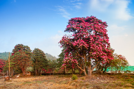 Beautiful view of blooming Rhododendron flowers, Rhododendron niveum tree in Sikkim, an evergreen shrub or small tree, flowers are held in a compact ball above the leaves. State tree of Sikkim, India.の写真素材