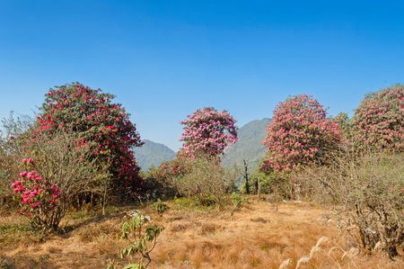 Beautiful view of blooming Rhododendron flowers, Rhododendron niveum tree in Sikkim, an evergreen shrub or small tree, flowers are held in a compact ball above the leaves. State tree of Sikkim, India.の写真素材