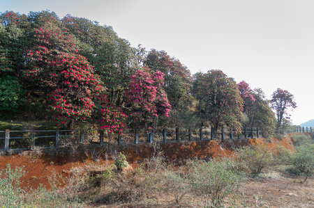 View of blooming Rhododendron flowers, Rhododendron niveum, in Sikkim, an evergreen shrub or small tree, flowers are held in a compact ball above the leaves. State tree of Sikkim, India.の写真素材