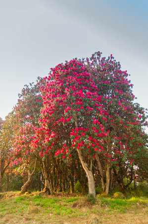 Beautiful view of blooming Rhododendron flowers, Rhododendron niveum tree in Sikkim, an evergreen shrub or small tree, flowers are held in a compact ball above the leaves. State tree of Sikkim, India.の写真素材