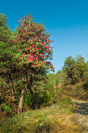 View of blooming Rhododendron flowers, Rhododendron niveum, in Sikkim, an evergreen shrub or small tree, flowers are held in a compact ball above the leaves. State tree of Sikkim, India.の写真素材