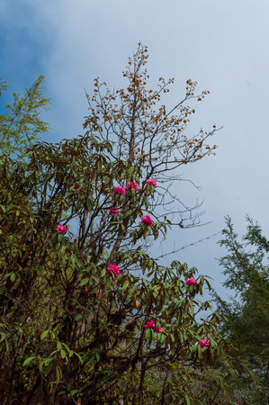 View of blooming Rhododendron flowers, Rhododendron niveum, in Sikkim, an evergreen shrub or small tree, flowers are held in a compact ball above the leaves. State tree of Sikkim, India.の写真素材