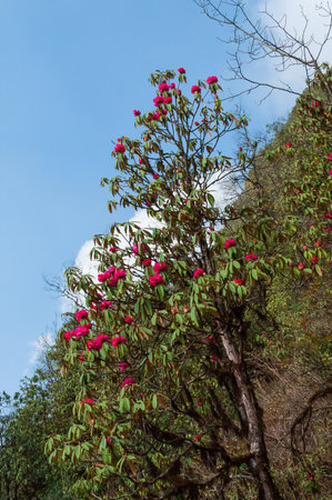 View of blooming Rhododendron flowers, Rhododendron niveum, in Sikkim, an evergreen shrub or small tree, flowers are held in a compact ball above the leaves. State tree of Sikkim, India.の写真素材