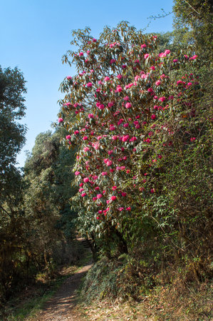 Trekking route through dense forest towards Varsey Rhododendron Sanctuary or Barsey Rhododendron Sanctuary. A very popular tourist trekking route at Sikkim, India.の写真素材