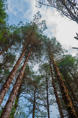 Big trees touching blue sky above. Barsey or Varsey rhododendron sanctuary, Sikkim, India.の写真素材