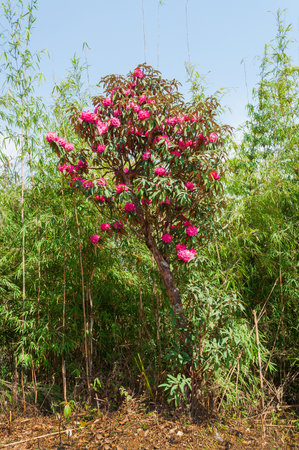 Beautiful view of blooming Rhododendron flowers, Rhododendron niveum tree in Sikkim, an evergreen shrub or small tree, flowers are held in a compact ball above the leaves. State tree of Sikkim, India.の写真素材