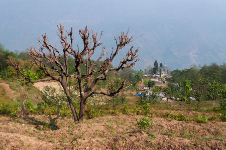 A dead tree and a village in the background with the backdrop of Himalayan mountains, Sikkim, India.の写真素材