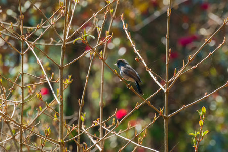 Rufous-gorgeted flycatcher bird, Ficedula strophiata, bird family Muscicapidae in Himalayan moist montane forest. Bird with reddish brown color with a distinctly colored patch on their throat.の写真素材