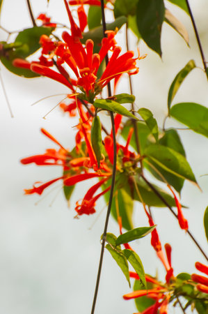 Bright orange bloomimg wildflowers of Himalayas, natural beauty of Himalayan mountains. Image shot at daytime with cloudless sky in the background, Sikkim, India.の写真素材