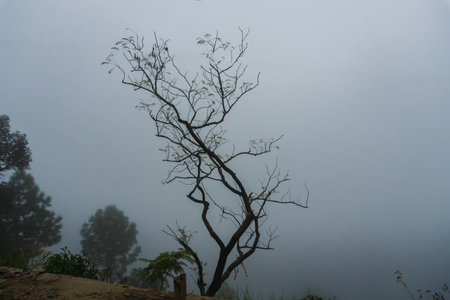 Trees beside valley filled with fog and mist. Beautiful monsoon on Himalayan mountains. Garhwal Himalayas, Uttarakhand, India.の写真素材