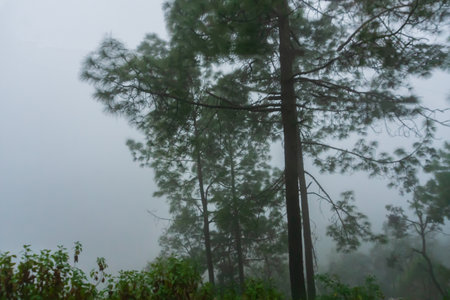 Trees beside valley filled with fog and mist. Beautiful monsoon on Himalayan mountains. Garhwal Himalayas, Uttarakhand, India.の写真素材