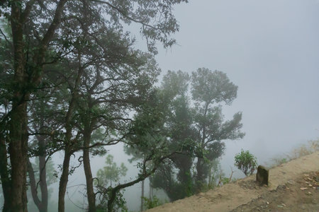 Trees beside valley filled with fog and mist. Beautiful monsoon on Himalayan mountains. Garhwal Himalayas, Uttarakhand, India.の写真素材