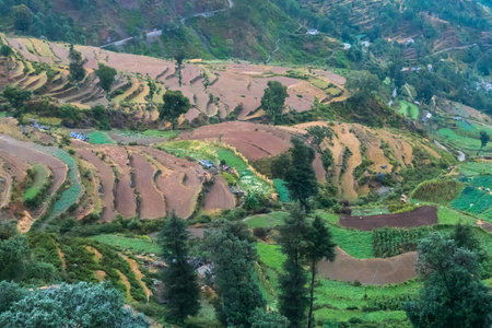 Step agriculture, or terrace agriculture. Steep hills or mountainsides are cut to form level areas of arable land. The areas of flat ground allow for planting of crops. Garhwal, Uttarakhand, India.の写真素材