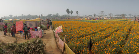 Khirai, West Bengal, India - 23.01.23 : Panorama of visitors at field of orange marigold flowers at valley of flowers. Harvested here for sale. Tagetes, herbaceous plants. blooming orange marigold.のeditorial素材