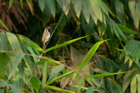The Himalayan bulbul bird, Pycnonotus leucogenys, or white-cheeked bulbul, is a species of songbird in the bulbul family.. Shot at forest in Himalayan mountains, Sikkim, India.の写真素材