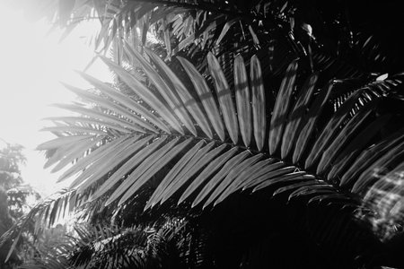 Sharp palm leaves against bright sky background, nature black and white image.の写真素材