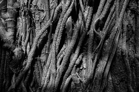 Abstract nature image of tree trunk with textured tree roots on it. Nature in monochrome. Abstract black and white image of tree roots, Howrah, West Bengal, India.の写真素材
