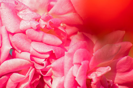 Selective focus on pink rose, flower of the woody perennial flowering plant, genus Rosa , family Rosaceae. There are over three hundred species and tens of thousands of cultivars. Morning dew drops.の写真素材