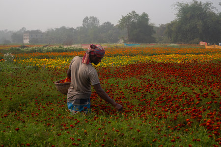Khirai, West Bengal, India - 23.01.23 : Farmer plucking up flowers in marigold field, for sale....