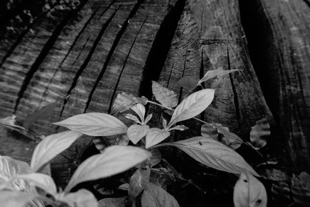 Close up of leaves, foliage below textured rugged tree back with cracks on them, of an old tree. Black and white image of nature, Howrah, West Bengal, India.の写真素材