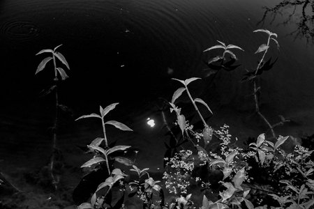 Black and white view of a pond with leaves above water level. Nature in monochromeの写真素材