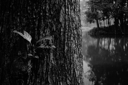 Beautiful abstract black and white image of new leaves growing out of old tree trunk. Nature in...