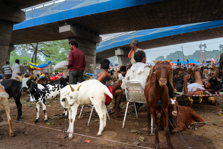 Kolkata, West Bengal, India - 11th August 2019 : Goats for sale in open market during "Eid al-Adha" or 'Feast of the Sacrifice' or Eid Qurban or "Festival of the Sacrifice",to be sacrificed ritually.のeditorial素材