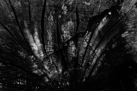 Close up of textured rugged tree back with cracks on them, of an old tree. Black and white image of nature, Howrah, West Bengal, India.の写真素材