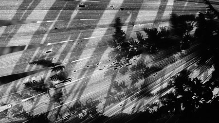 Abstract image of dark shadow of leaves on a backlit palm leaf. Nature in monochrome, black and...