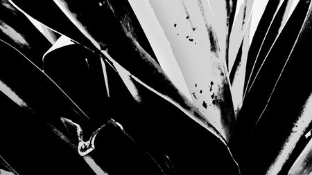 Nature abstract, high contrast lily flowers leaves shot against dark natural background. Black and white nature stock image.の写真素材