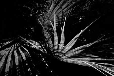 Pattern of palm leaves , sunlit with dark background. Nature image in black and white.