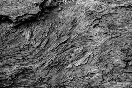 Abstract image of old tree trunk with rough texture on it. Nature in monochrome, black and white.の写真素材