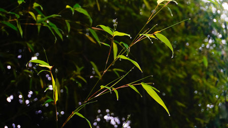 View of a big tree foliage from below. Lush green of forest on monsoon season, Darjeeling, West...