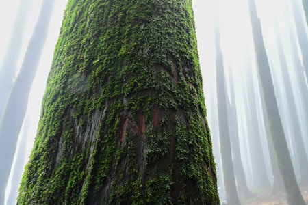 Undergrowth of green moss on pine tree, scientific name pinus, jungle of Lepchajagat,...