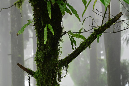 Misty forest of green plants at famous pine tree, scientific name pinus, jungle of Lepchajagat,...