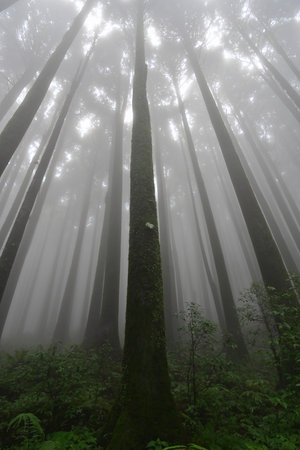 View from below of misty forest of famous pine tree, scientific name pinus, jungle of Lepchajagat,...