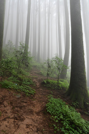 Misty forest of green plants at famous pine tree, scientific name pinus, jungle of Lepchajagat,...