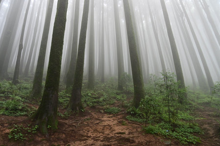 Misty forest of green plants at famous pine tree, scientific name pinus, jungle of Lepchajagat,...