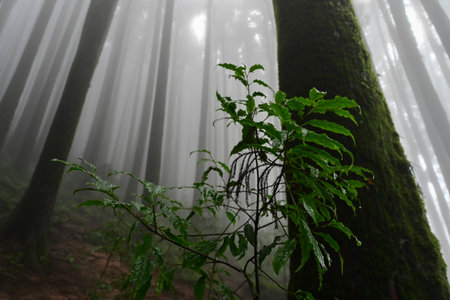 Undergrowth of green plants at famous pine tree, scientific name pinus, jungle of Lepchajagat,...