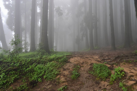 Misty forest of green plants at famous pine tree, scientific name pinus, jungle of Lepchajagat,...