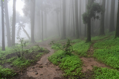Misty forest of green plants at famous pine tree, scientific name pinus, jungle of Lepchajagat,...
