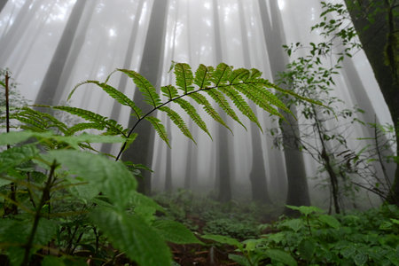 Fern undergrowth at famous pine tree, scientific name pinus, jungle of Lepchajagat, Darjeeling,West Bengal, India. Lush foliage of landscape scenery of Himalayas foggy monsoon weather.の写真素材
