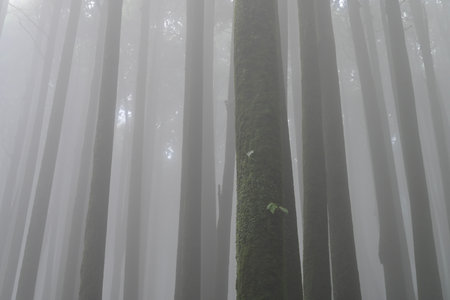 View from below of misty forest of famous pine tree, scientific name pinus, jungle of Lepchajagat,...