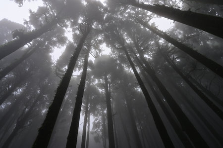 View from below of misty forest of famous pine tree, scientific name pinus, jungle of Lepchajagat, Darjeeling,West Bengal, India. Lush foliage of landscape scenery of Himalayas foggy monsoon weather.の写真素材