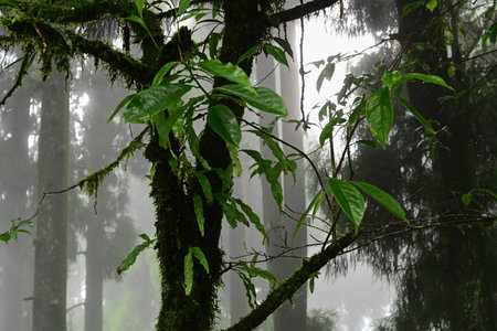 Misty forest of green plants at famous pine tree, scientific name pinus, jungle of Lepchajagat,...